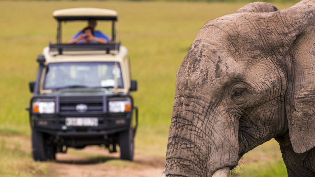 Tourist Experiences Among Unique Wildlife and Ecosystems